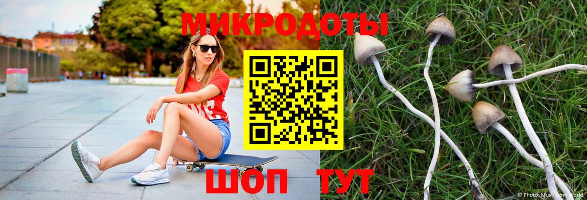 Псилоцибиновые грибы Psilocybe Ефремов